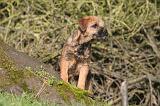 BORDER TERRIER 121